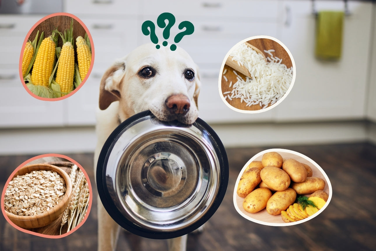 I Carboidrati nell'Alimentazione del Cane: Necessità o Opzione?