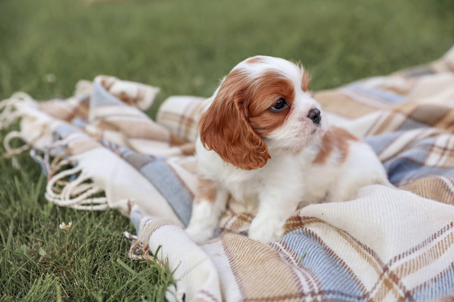 5 esperienze da fare col proprio cucciolo: