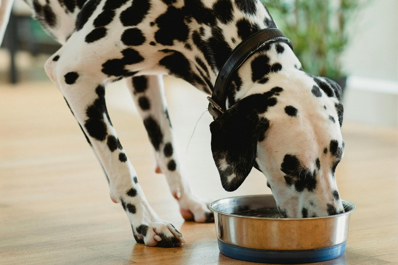 Quanto e quante volte al giorno deve mangiare il mio cane?