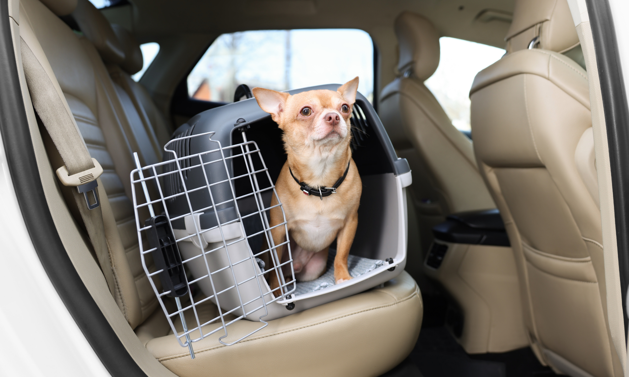 Mal d'auto nel cane: cause, sintomi e rimedi per viaggiare sereni
