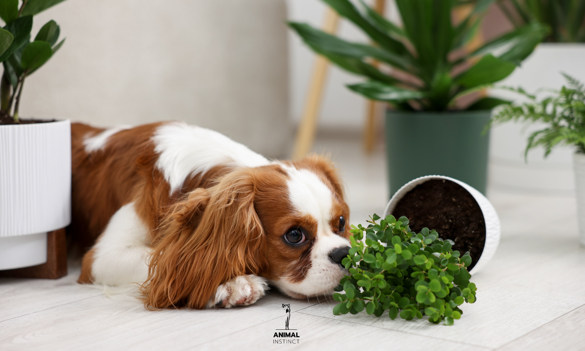 Piante tossiche per cani: 5 piante comuni da evitare in casa e in giardino