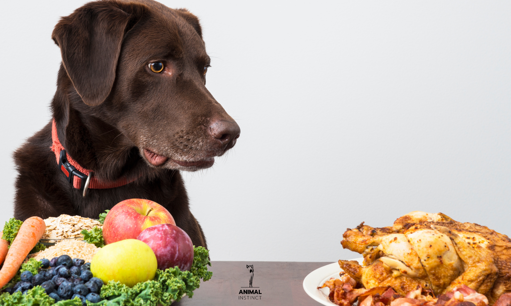Cibi tossici per cani: cosa non devono mangiare e perché