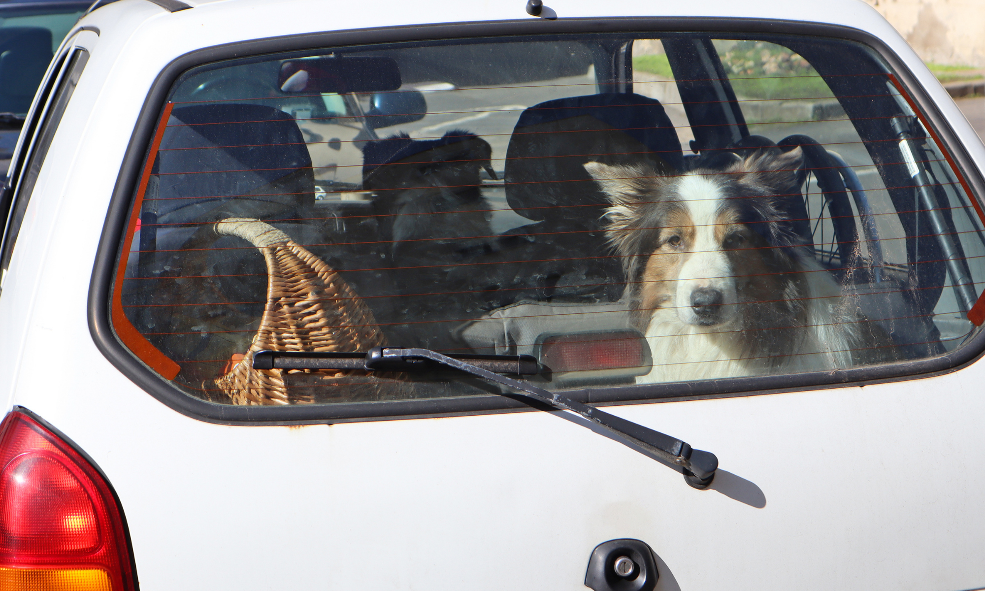 Perché il kennel in auto può salvare la vita al tuo cane (e la tua)