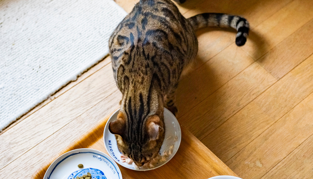 Perché i gatti bevono poco: idratazione e salute felina