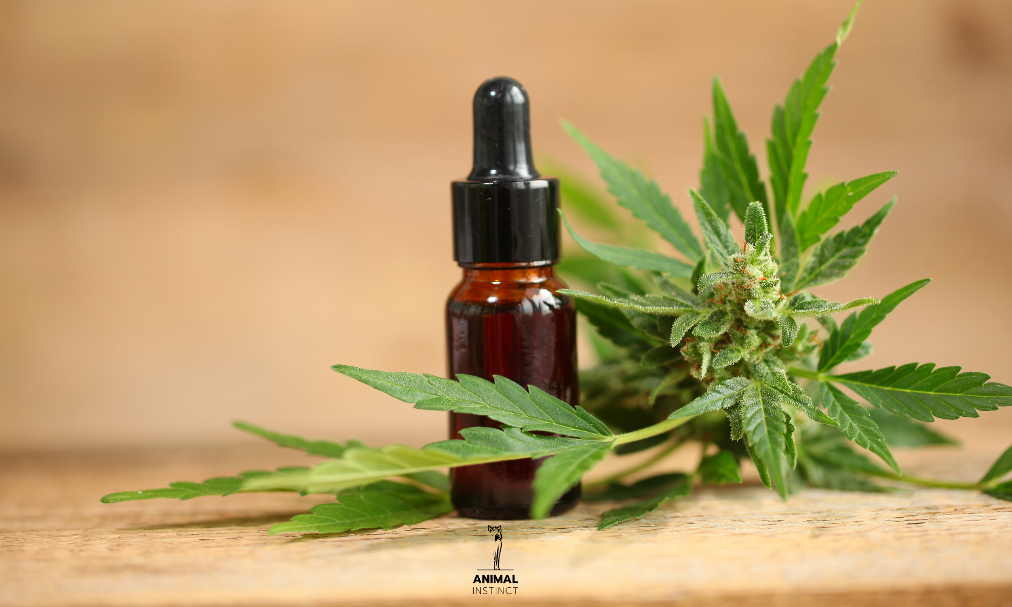 Olio di CBD per cani: benefici, rischi e cosa sapere davvero