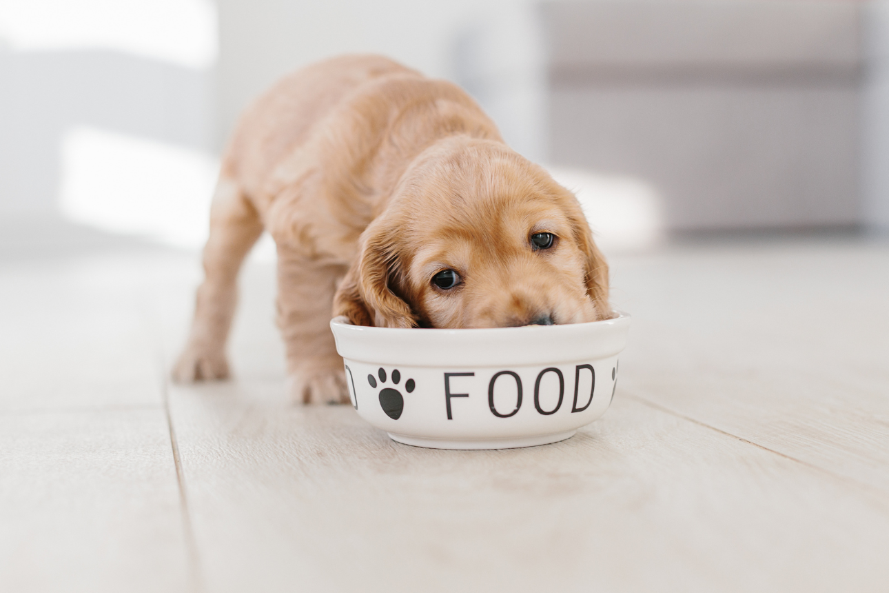 Quante volte al giorno deve mangiare un cane? Guida completa per età, taglia e stile di vita
