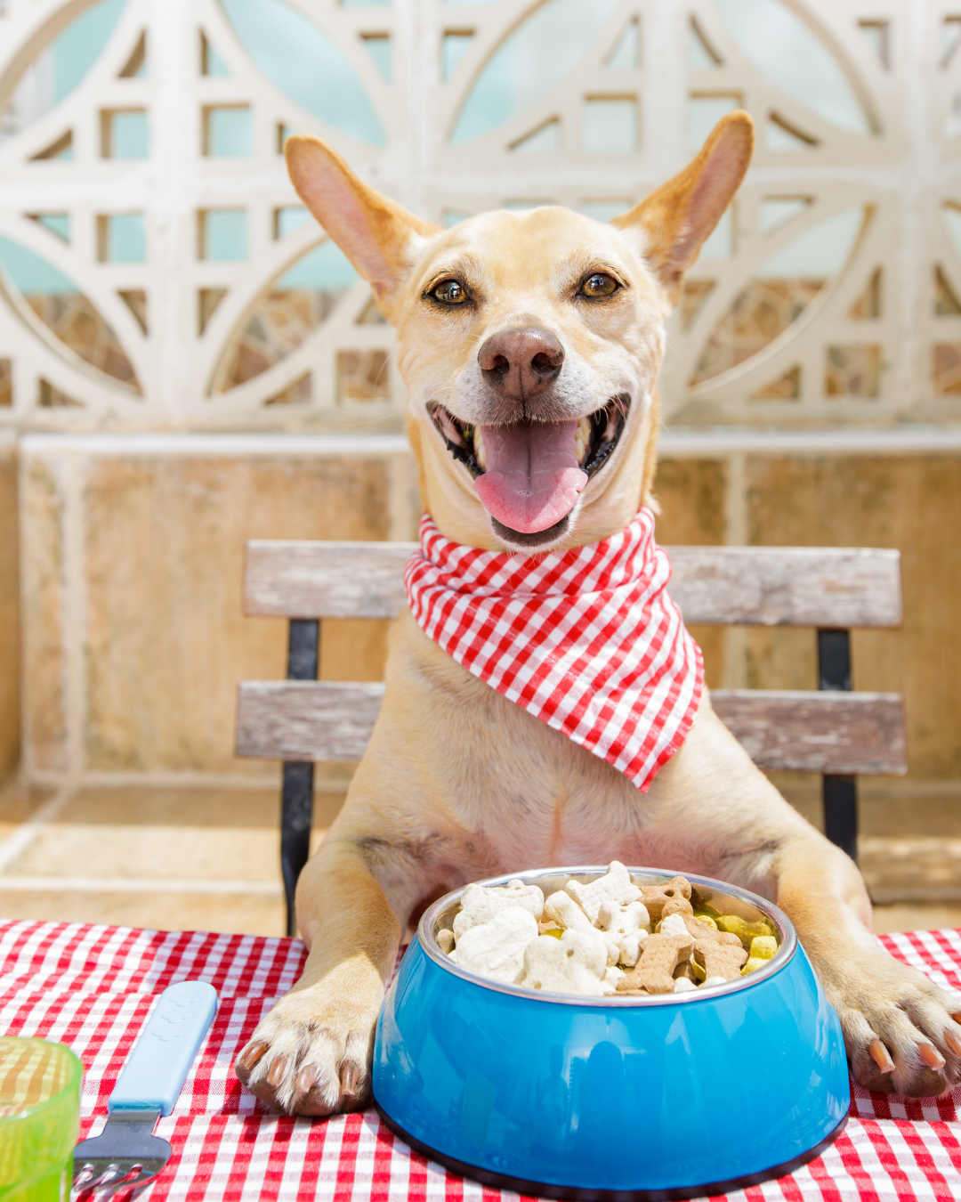 I 10 errori più comuni nell’alimentazione dei cani