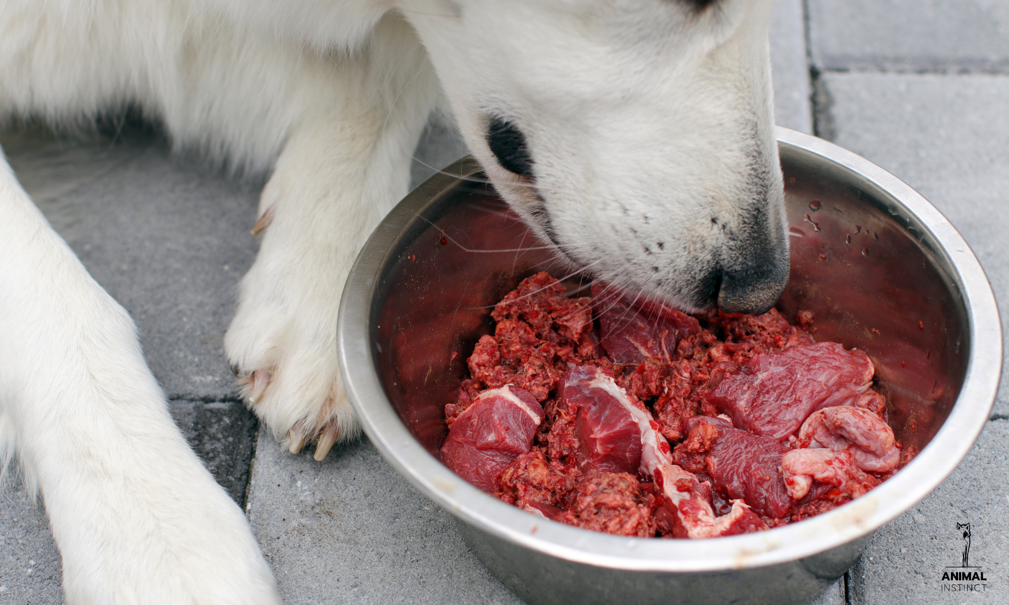 Il cane è davvero carnivoro? Cosa significa essere un carnivoro opportunista