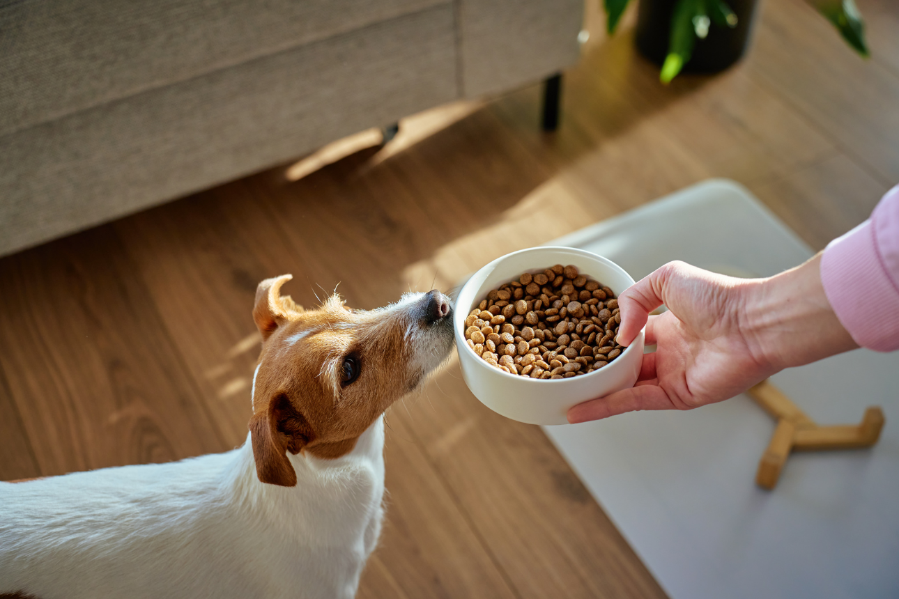 Come capire se un alimento per cani è davvero di qualità?