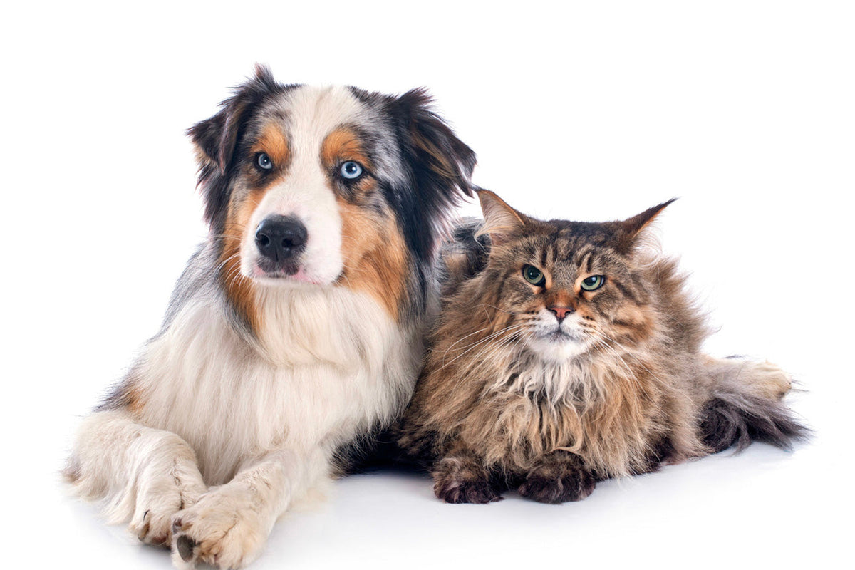 Curiosities and Differences Between Dogs and Cats – Animal Instinct