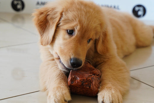 I benefici dei giochi masticabili naturali in legno per il tuo cane