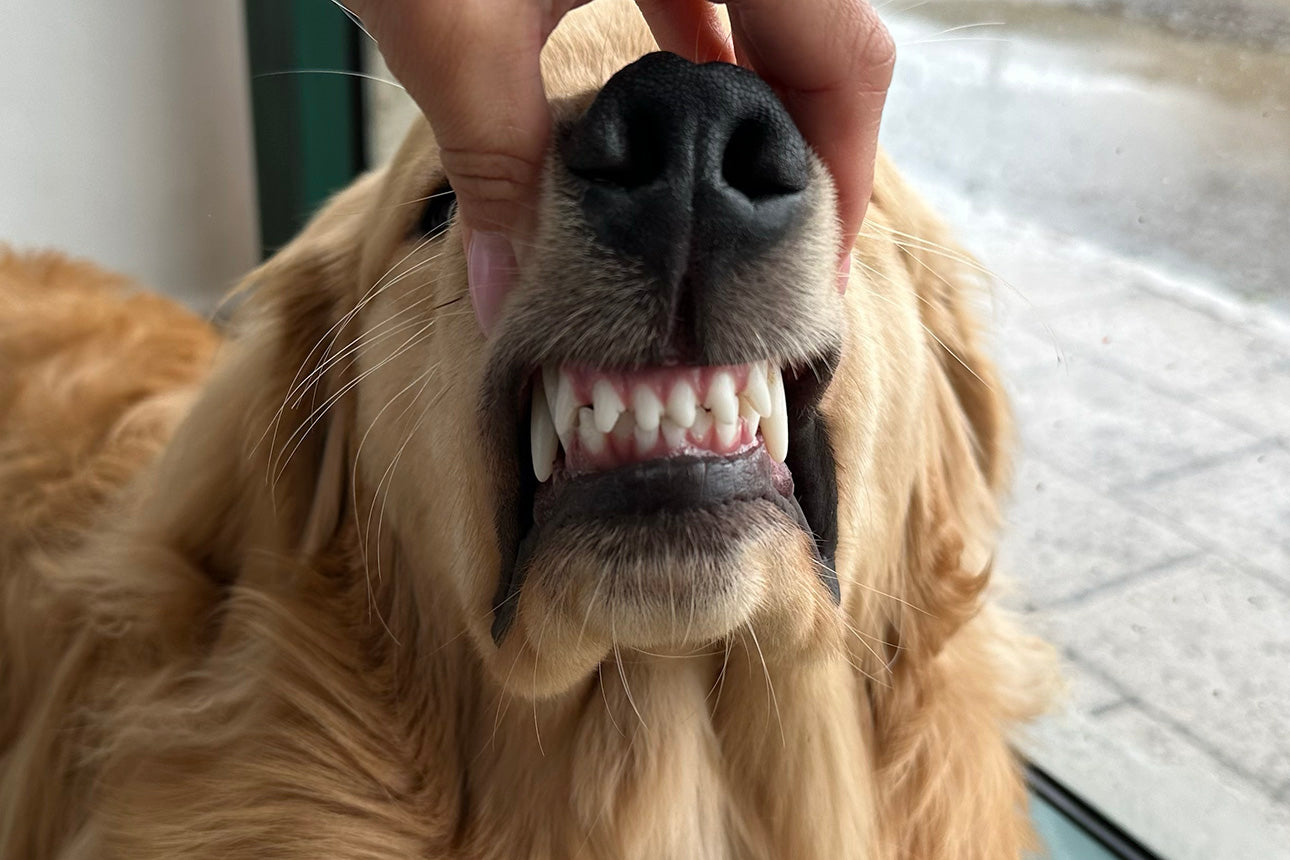 I denti del cane: struttura e cura