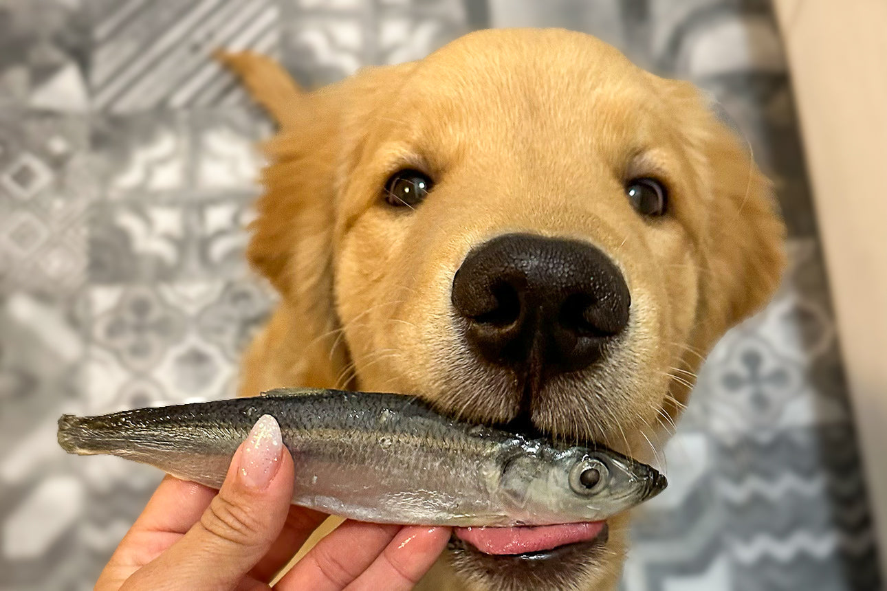 Perché è importante il pesce nella dieta dei nostri cani?
