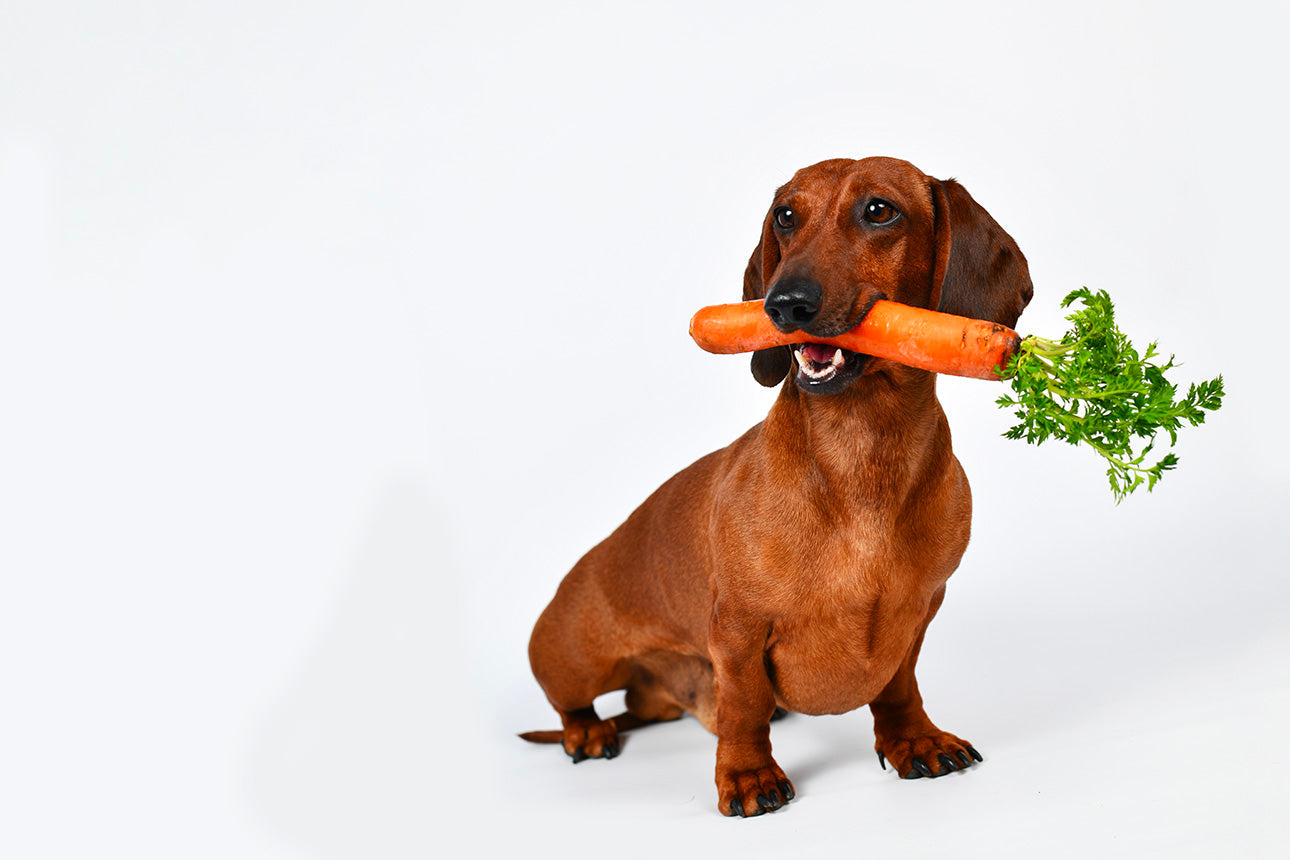 Verdure di stagione che i cani possono mangiare in inverno