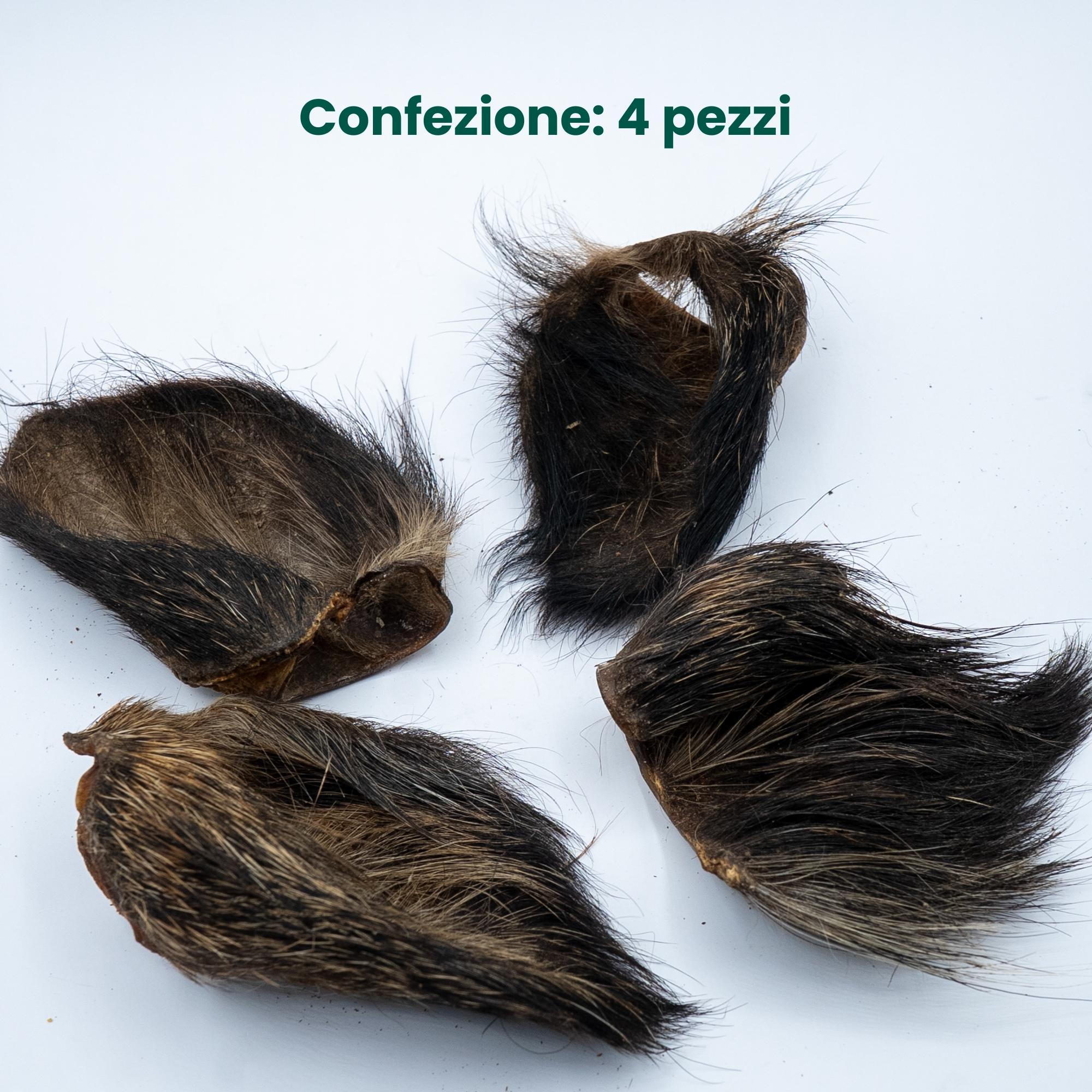 Orecchio di Cinghiale con Pelo