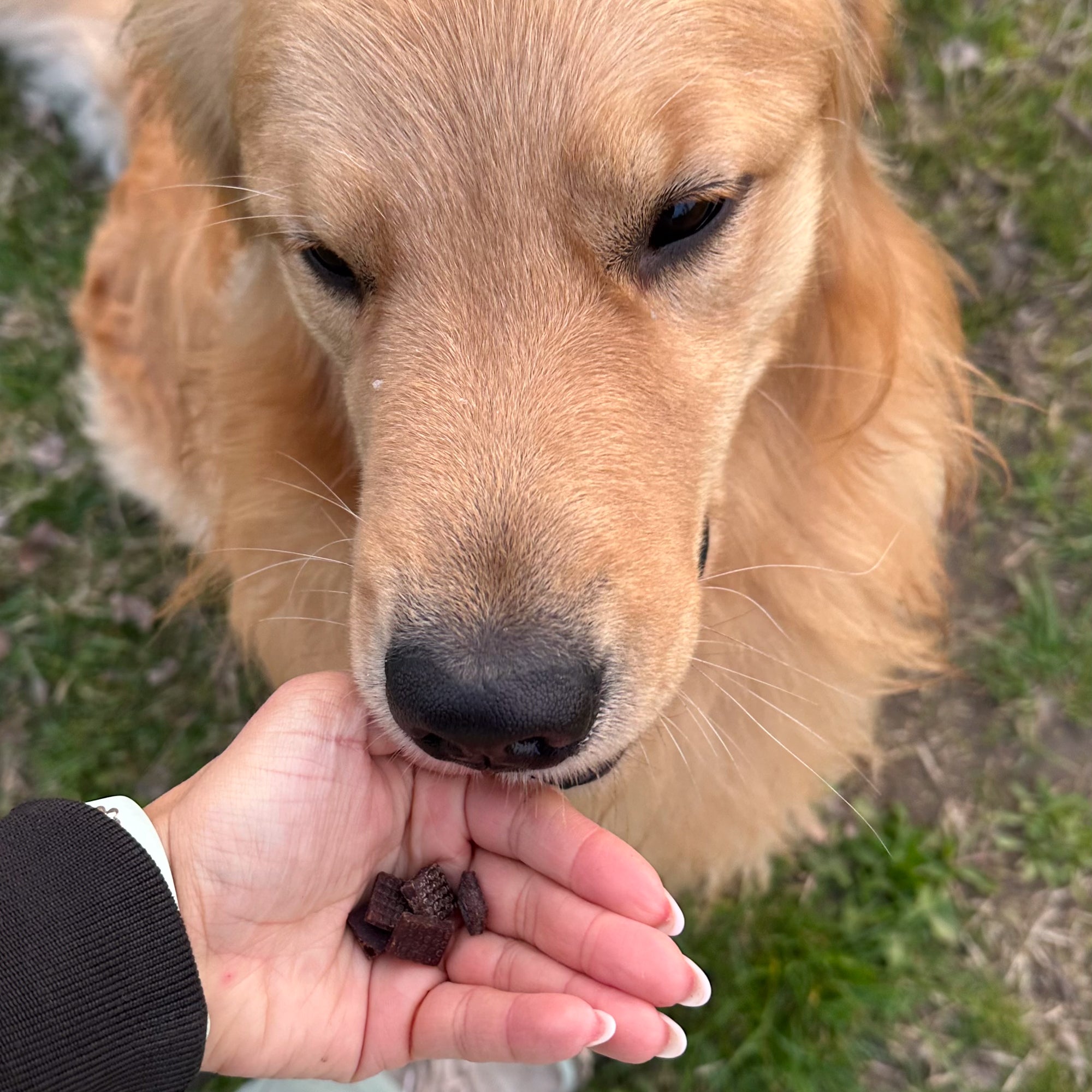 Premietti morbidi di Cavallo (100g)