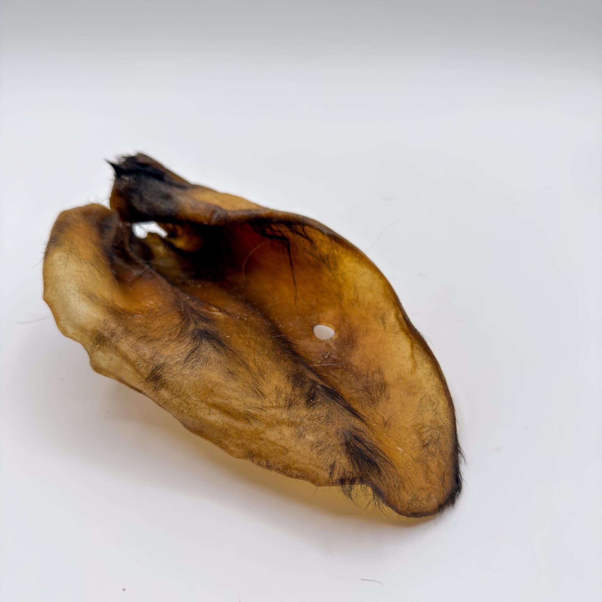 Orecchio di Bufalo con pelo (1pz)