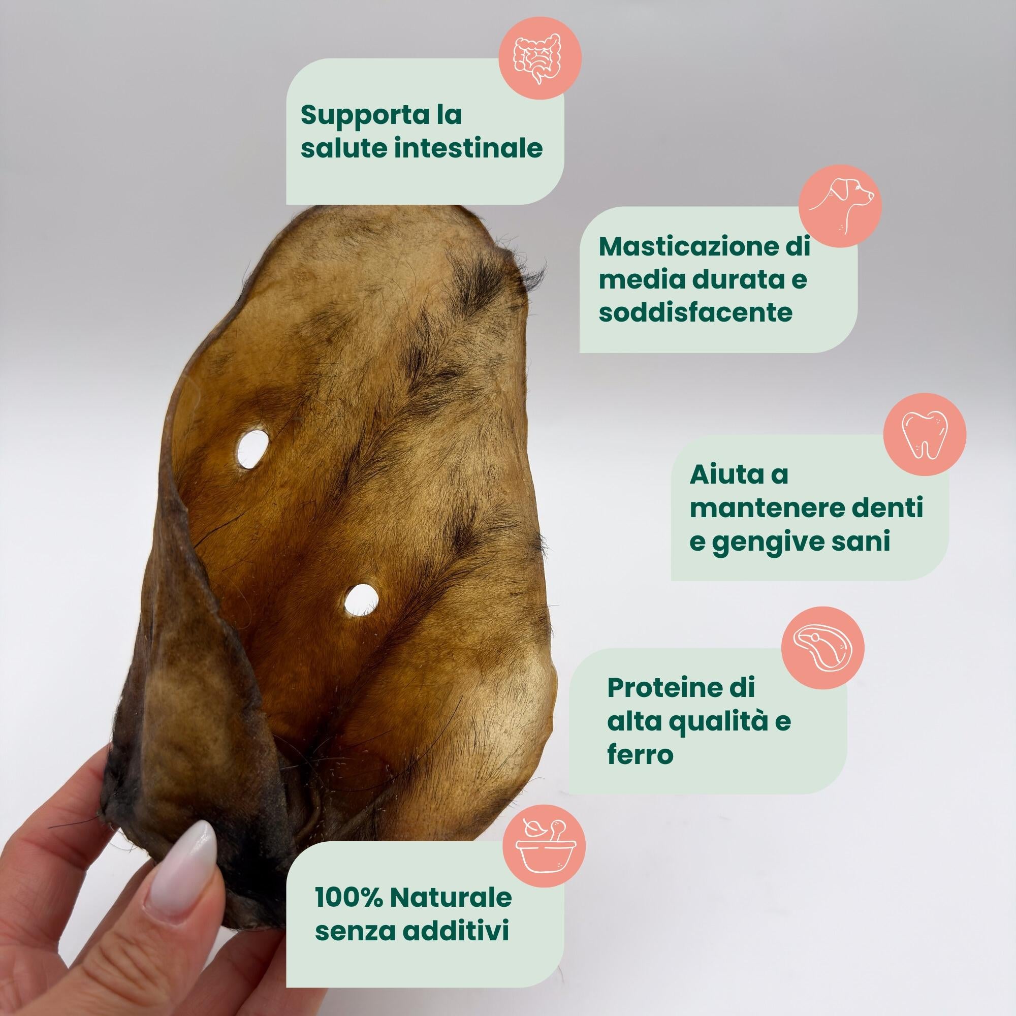 Orecchio di Bufalo (1pz)