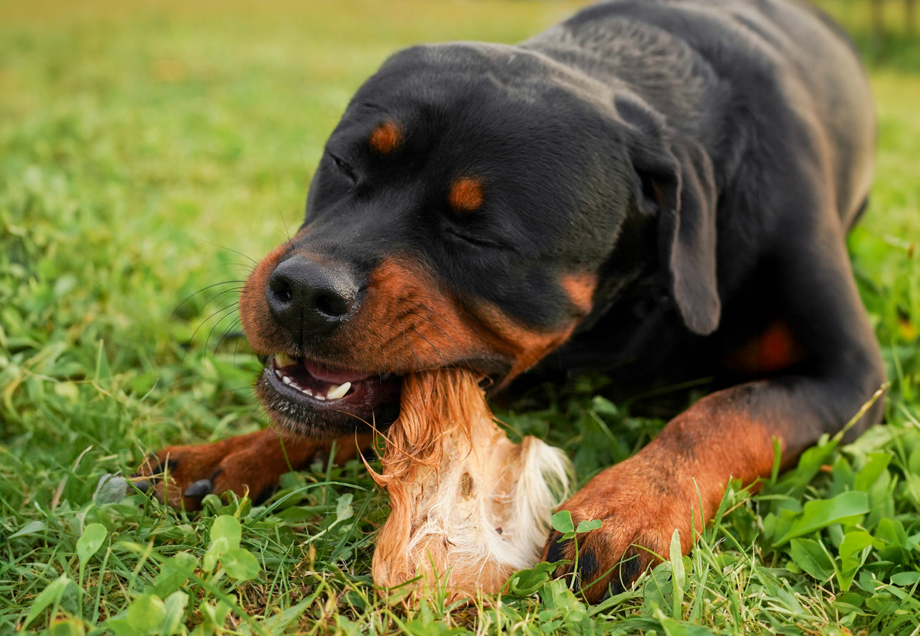 Orecchio di Bovino con Pelo (3 pz)