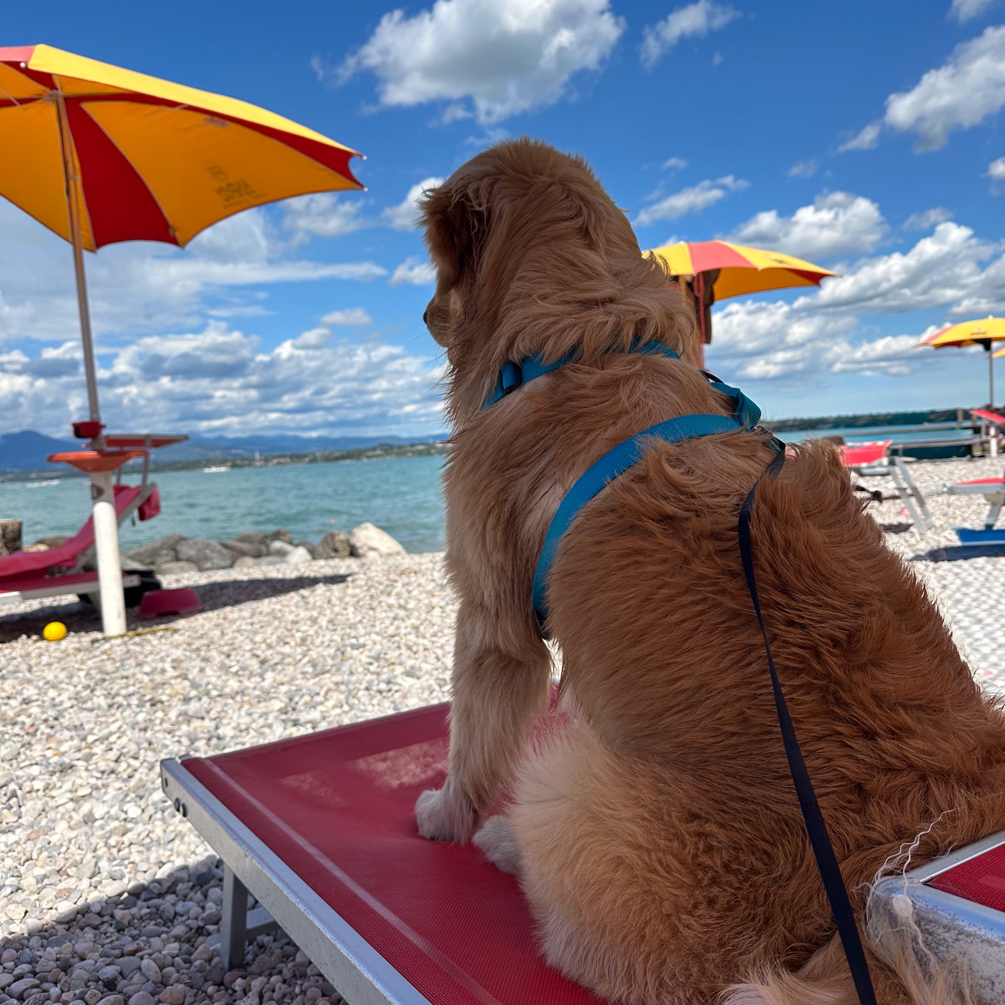 Giornata al lago con i nostri cani