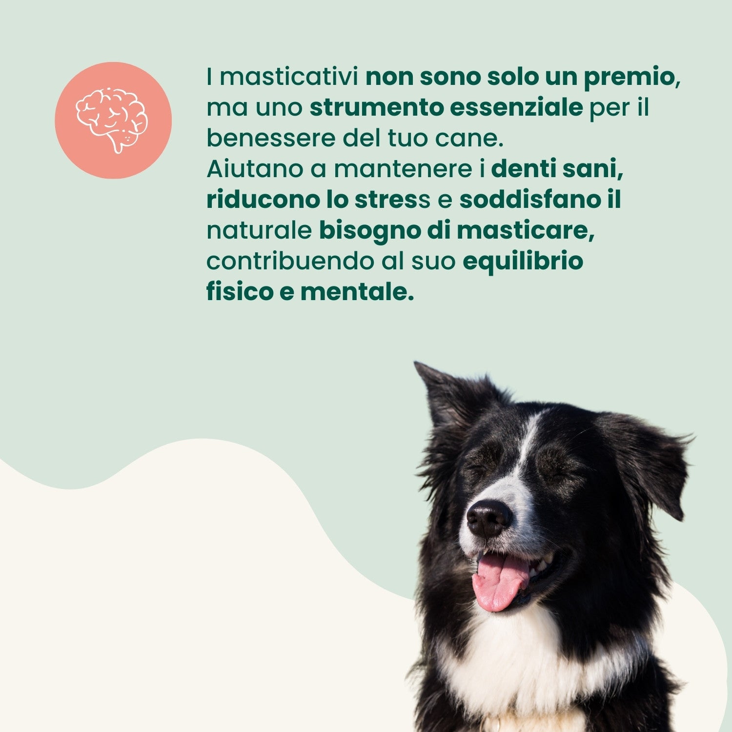 Orecchie Di Coniglio Naturali Per Cani - Snack Sano E Digeribile - Foto 3