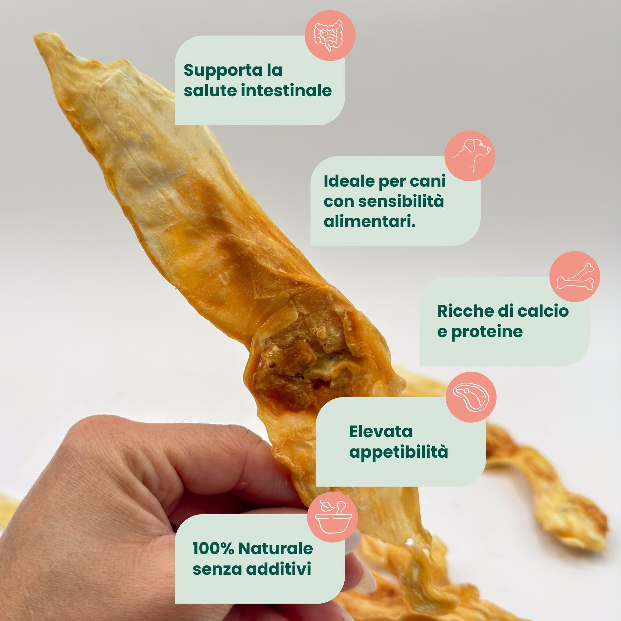 Orecchio di Coniglio senza Pelo (5 pz)