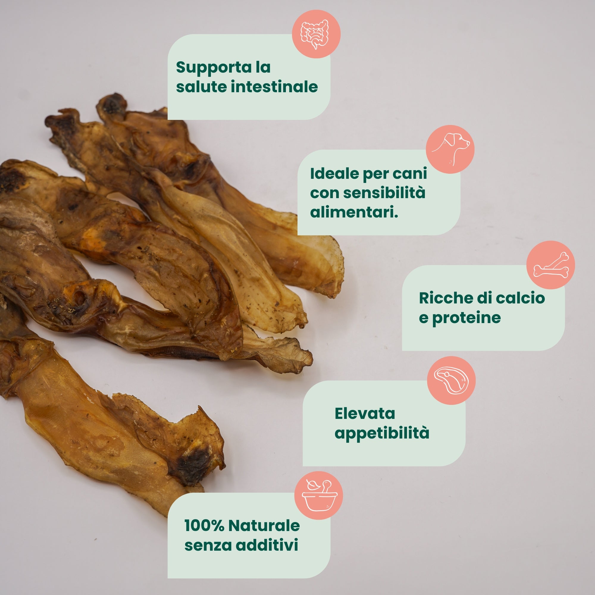 Orecchio di Coniglio senza Pelo (5 pz)