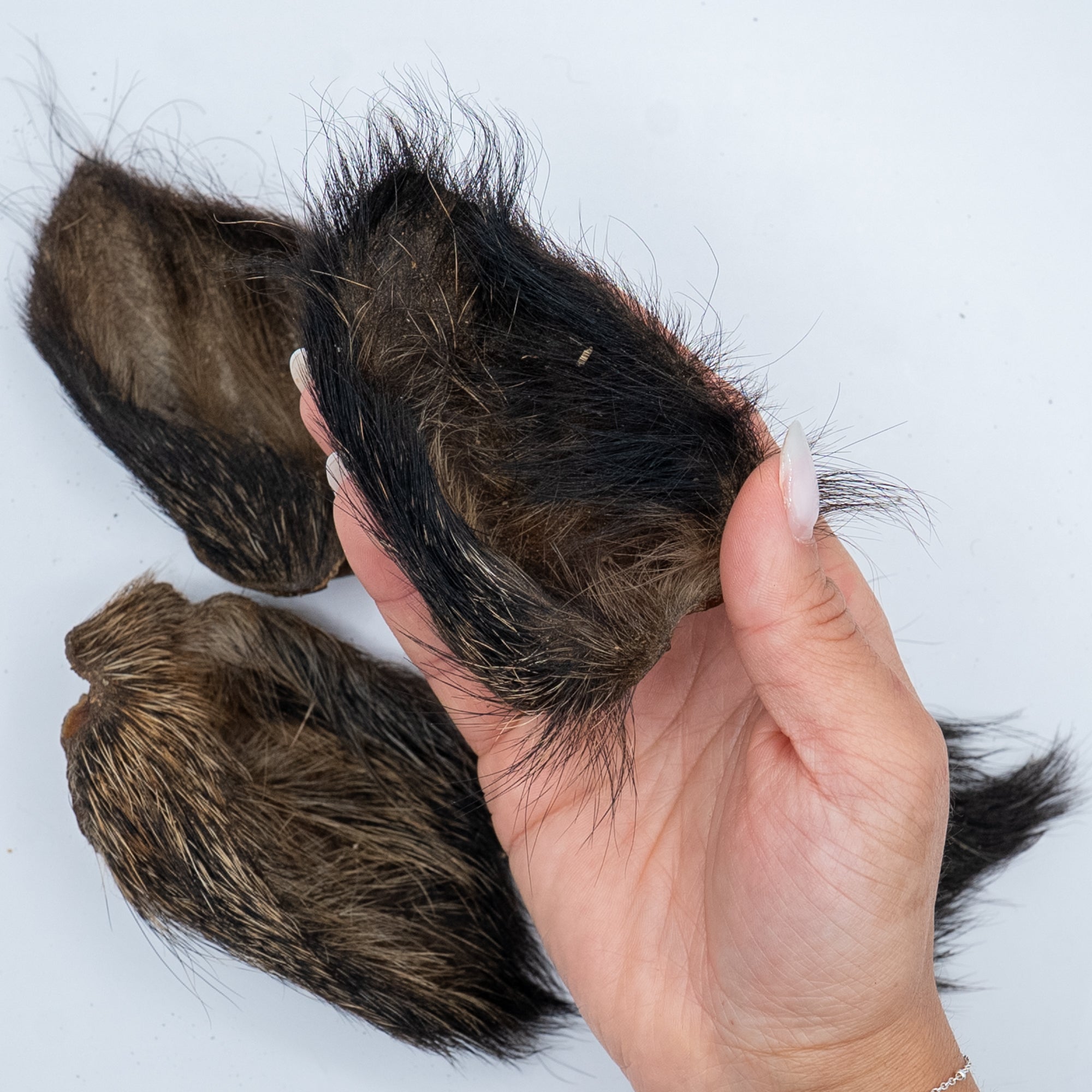 Orecchio di Cinghiale con Pelo