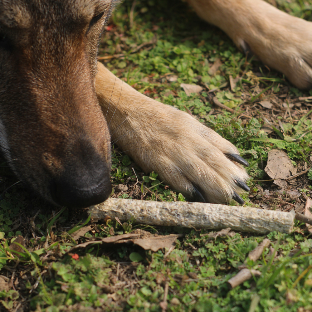 Salmon Stick (4 pcs)